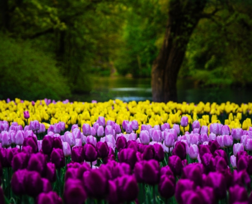 Destinos de primavera